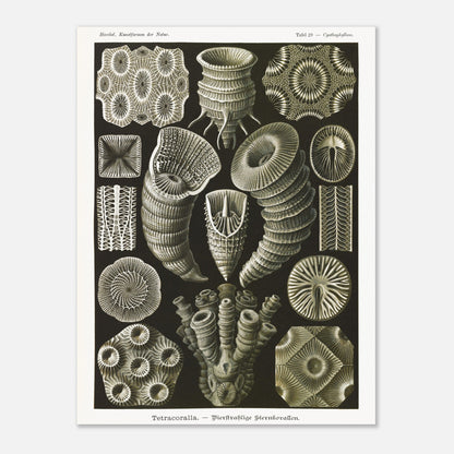 Estampe de Coraux étoilés Tetracoralla - Ernst Haeckel (30x40 cm). Planche scientifique ancienne illustrant des Coraux étoilés à quatre rayons, montrant diverses formes et structures, avec des numéros pour identifier chaque spécimen.