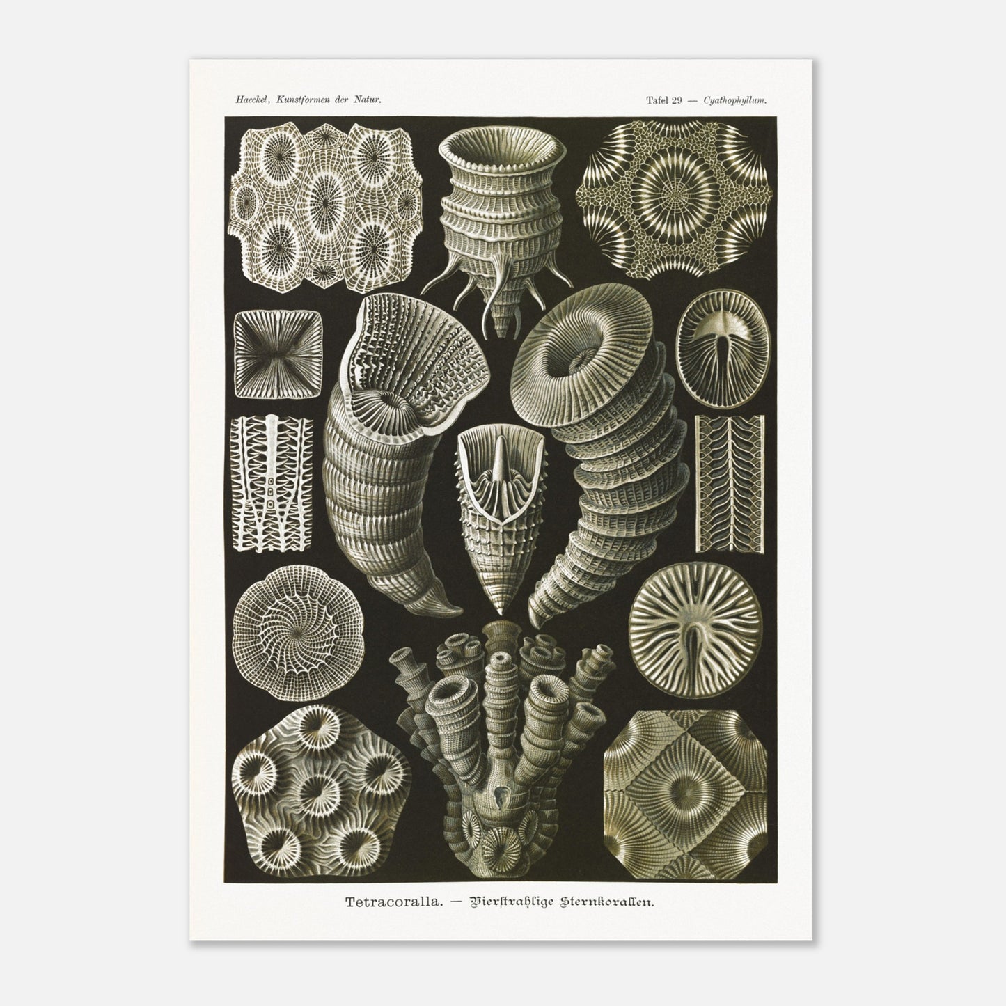 Estampe de Coraux étoilés Tetracoralla - Ernst Haeckel (42x59,4 cm (A2)). Planche scientifique ancienne illustrant des Coraux étoilés à quatre rayons, montrant diverses formes et structures, avec des numéros pour identifier chaque spécimen.