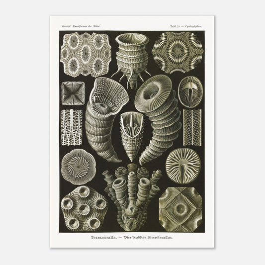 Estampe de Coraux étoilés Tetracoralla - Ernst Haeckel (42x59,4 cm (A2)). Planche scientifique ancienne illustrant des Coraux étoilés à quatre rayons, montrant diverses formes et structures, avec des numéros pour identifier chaque spécimen.
