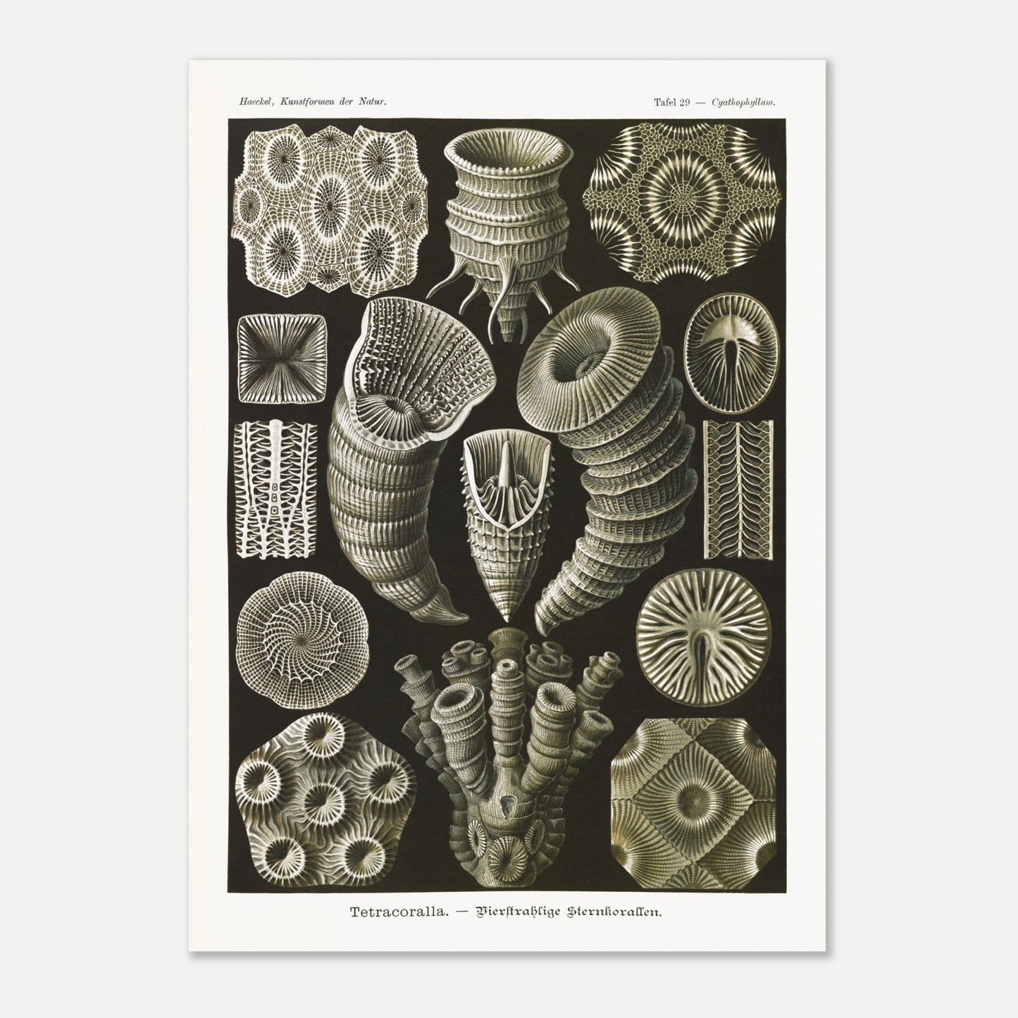 Estampe de Coraux étoilés Tetracoralla - Ernst Haeckel (50x70 cm). Planche scientifique ancienne illustrant des Coraux étoilés à quatre rayons, montrant diverses formes et structures, avec des numéros pour identifier chaque spécimen.
