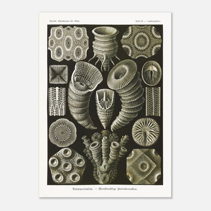 Estampe de Coraux étoilés Tetracoralla - Ernst Haeckel (50x70 cm). Planche scientifique ancienne illustrant des Coraux étoilés à quatre rayons, montrant diverses formes et structures, avec des numéros pour identifier chaque spécimen.