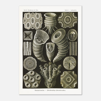 Estampe de Coraux étoilés Tetracoralla - Ernst Haeckel (59,4x84,1 cm (A1)). Planche scientifique ancienne illustrant des Coraux étoilés à quatre rayons, montrant diverses formes et structures, avec des numéros pour identifier chaque spécimen.