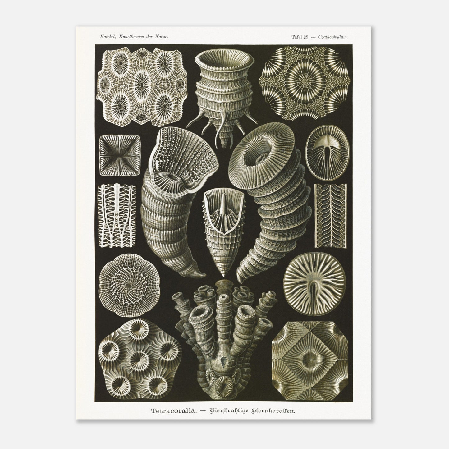 Estampe de Coraux étoilés Tetracoralla - Ernst Haeckel (60x80 cm). Planche scientifique ancienne illustrant des Coraux étoilés à quatre rayons, montrant diverses formes et structures, avec des numéros pour identifier chaque spécimen.