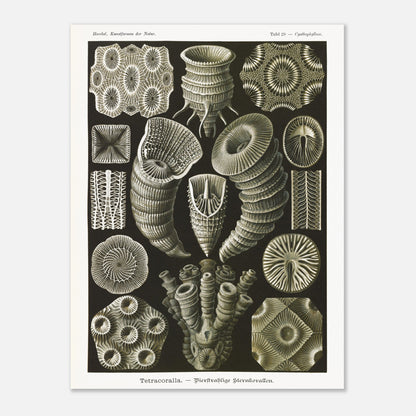 Estampe de Coraux étoilés Tetracoralla - Ernst Haeckel (60x80 cm). Planche scientifique ancienne illustrant des Coraux étoilés à quatre rayons, montrant diverses formes et structures, avec des numéros pour identifier chaque spécimen.