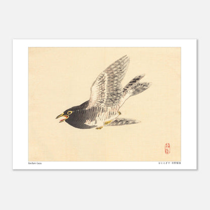 Estampe naturaliste : Coucou en vol par Kōno Bairei (29,7x42 cm (A3)). Une illustration naturaliste d'un coucou en plein vol, dans le style de Kōno Bairei.