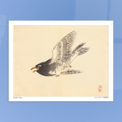 Estampe naturaliste : Coucou en vol par Kōno Bairei. Une illustration naturaliste d'un coucou en plein vol, dans le style de Kōno Bairei. Image d'illustration 5
