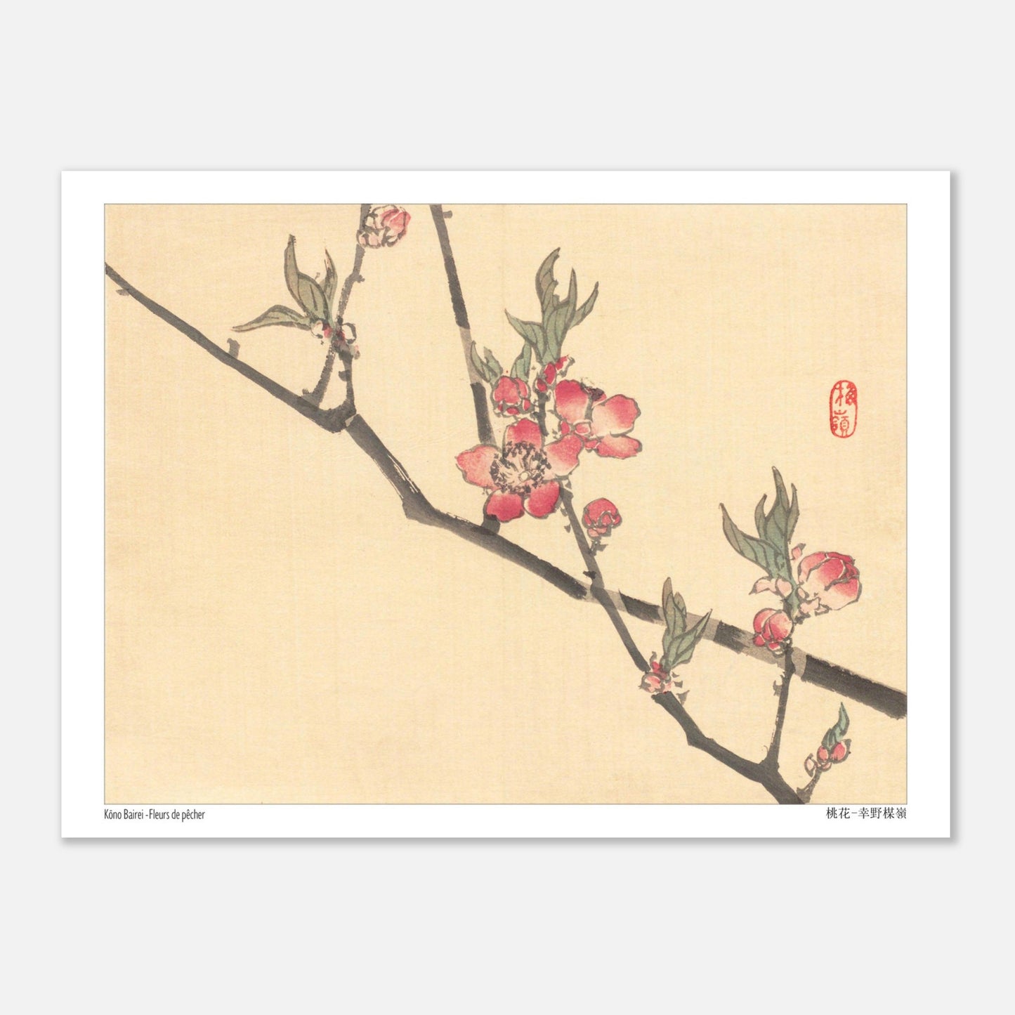Fleurs de pêcher, illustration botanique japonaise de Kōno Bairei (15x20 cm). Une estampe japonaise montrant des fleurs de pêcher roses sur une branche.