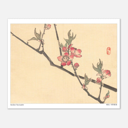 Fleurs de pêcher, illustration botanique japonaise de Kōno Bairei (20x25 cm). Une estampe japonaise montrant des fleurs de pêcher roses sur une branche.