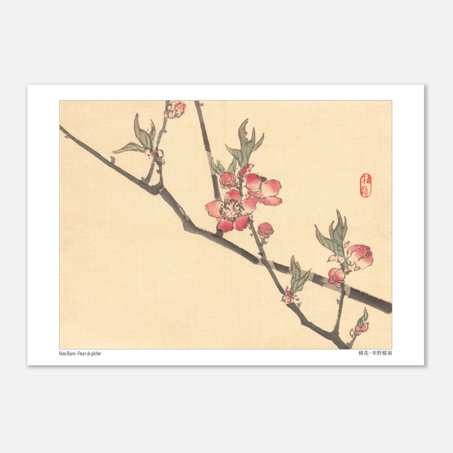 Fleurs de pêcher, illustration botanique japonaise de Kōno Bairei (21x29,7 cm (A4)). Une estampe japonaise montrant des fleurs de pêcher roses sur une branche.