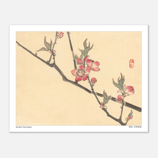 Fleurs de pêcher, illustration botanique japonaise de Kōno Bairei (27x35 cm). Une estampe japonaise montrant des fleurs de pêcher roses sur une branche.