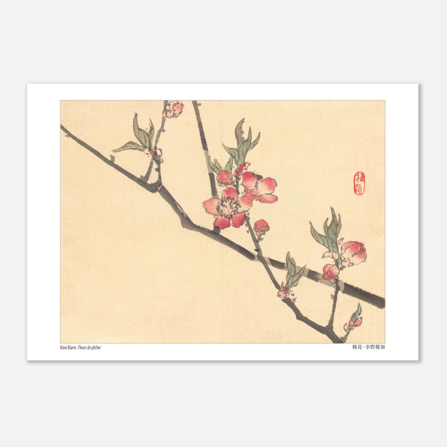 Fleurs de pêcher, illustration botanique japonaise de Kōno Bairei (29,7x42 cm (A3)). Une estampe japonaise montrant des fleurs de pêcher roses sur une branche.