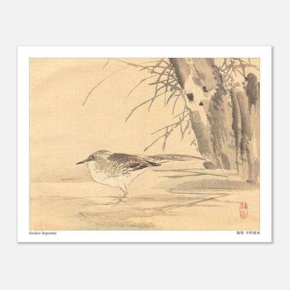 Illustration d'une bergeronnette dans les roseaux par Kōno Bairei (27x35 cm). Illustration naturaliste de Kōno Bairei montrant une Bergeronnette debout sur le sol, avec des roseaux en arrière-plan.