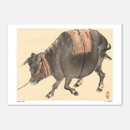 Bœuf de trait (Ushi), estampe japonaise ancienne par Kōno Bairei (21x29,7 cm (A4)). Estampe japonaise représentant un bœuf noir musclé, avec une selle tressée sur le dos, attaché par une corde.