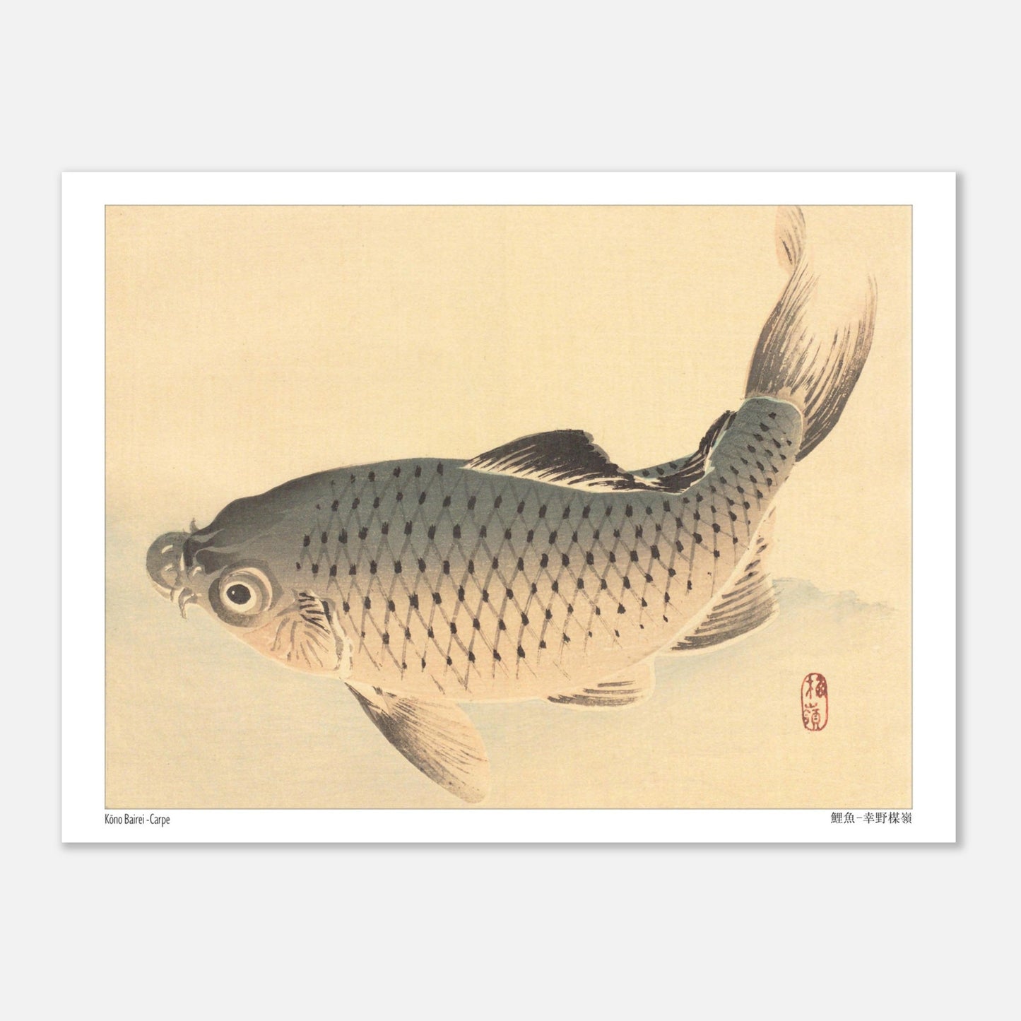 Carpe (Koi), estampe japonaise naturaliste par Kōno Bairei (15x20 cm). Estampe japonaise représentant une carpe grise nageant sur un fond clair.