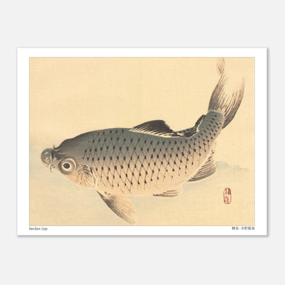 Carpe (Koi), estampe japonaise naturaliste par Kōno Bairei (15x20 cm). Estampe japonaise représentant une carpe grise nageant sur un fond clair.