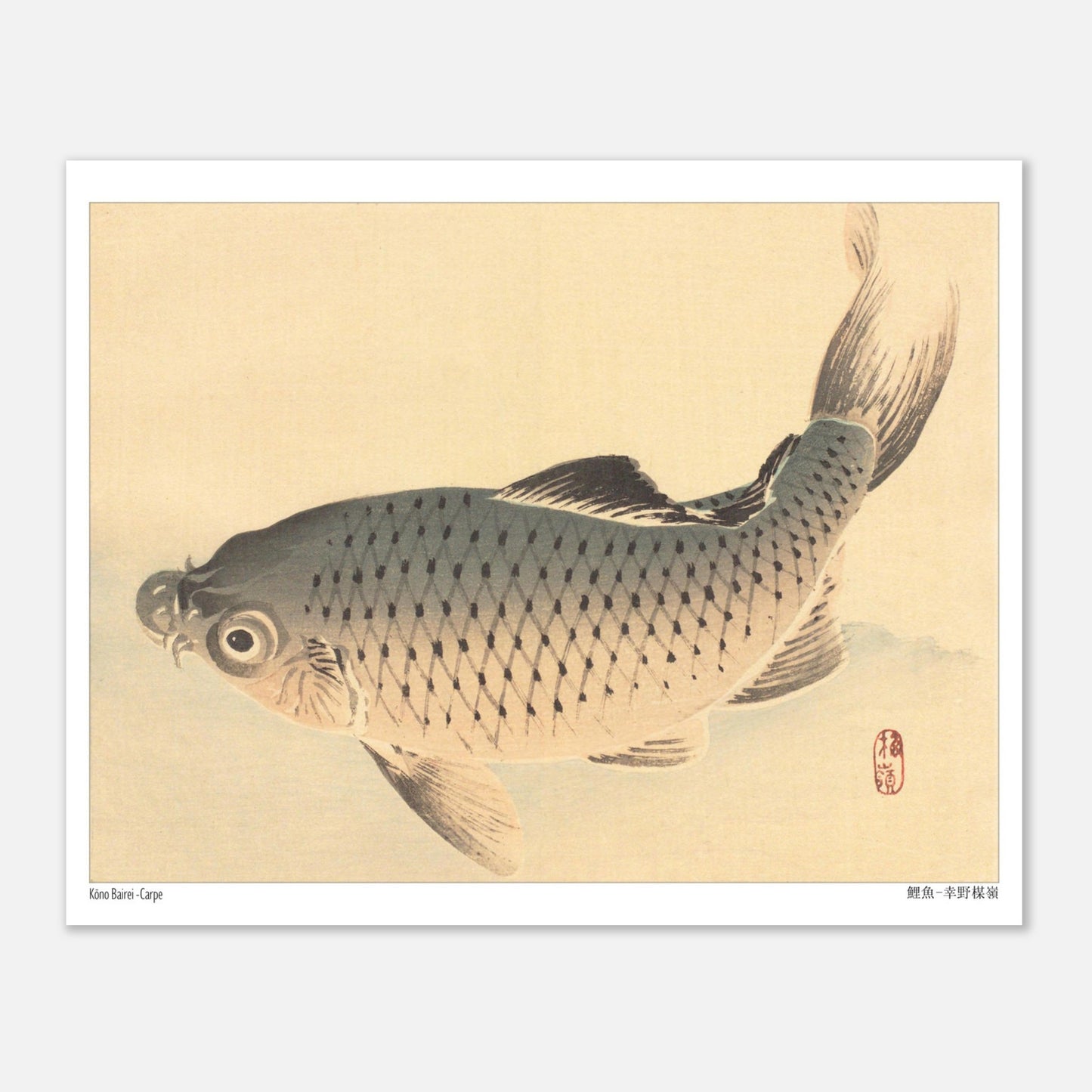 Carpe (Koi), estampe japonaise naturaliste par Kōno Bairei (20x25 cm). Estampe japonaise représentant une carpe grise nageant sur un fond clair.