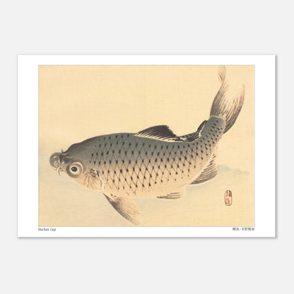 Carpe (Koi), estampe japonaise naturaliste par Kōno Bairei (21x29,7 cm (A4)). Estampe japonaise représentant une carpe grise nageant sur un fond clair.