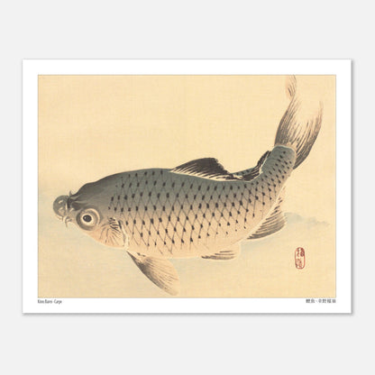 Carpe (Koi), estampe japonaise naturaliste par Kōno Bairei (27x35 cm). Estampe japonaise représentant une carpe grise nageant sur un fond clair.