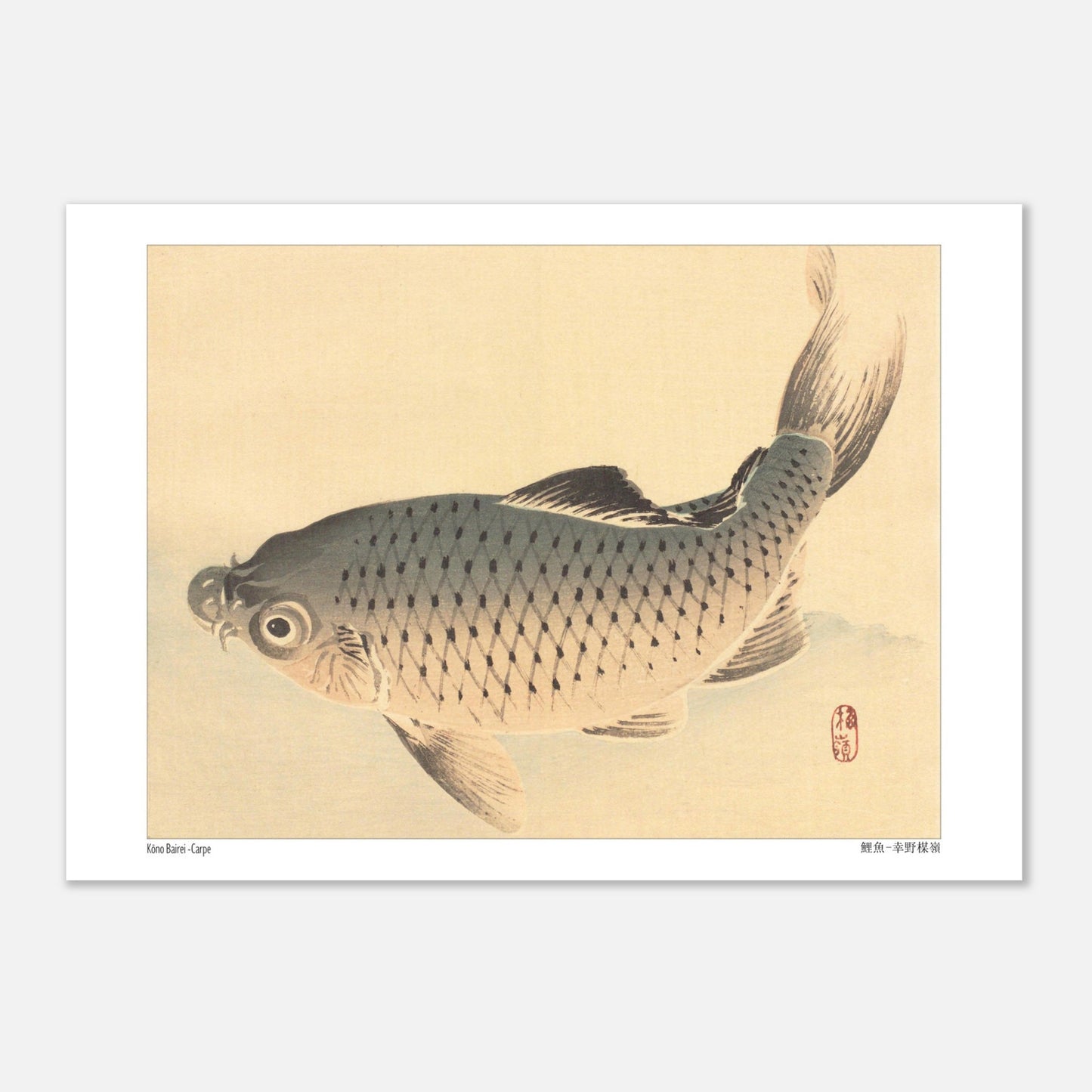 Carpe (Koi), estampe japonaise naturaliste par Kōno Bairei (29,7x42 cm (A3)). Estampe japonaise représentant une carpe grise nageant sur un fond clair.