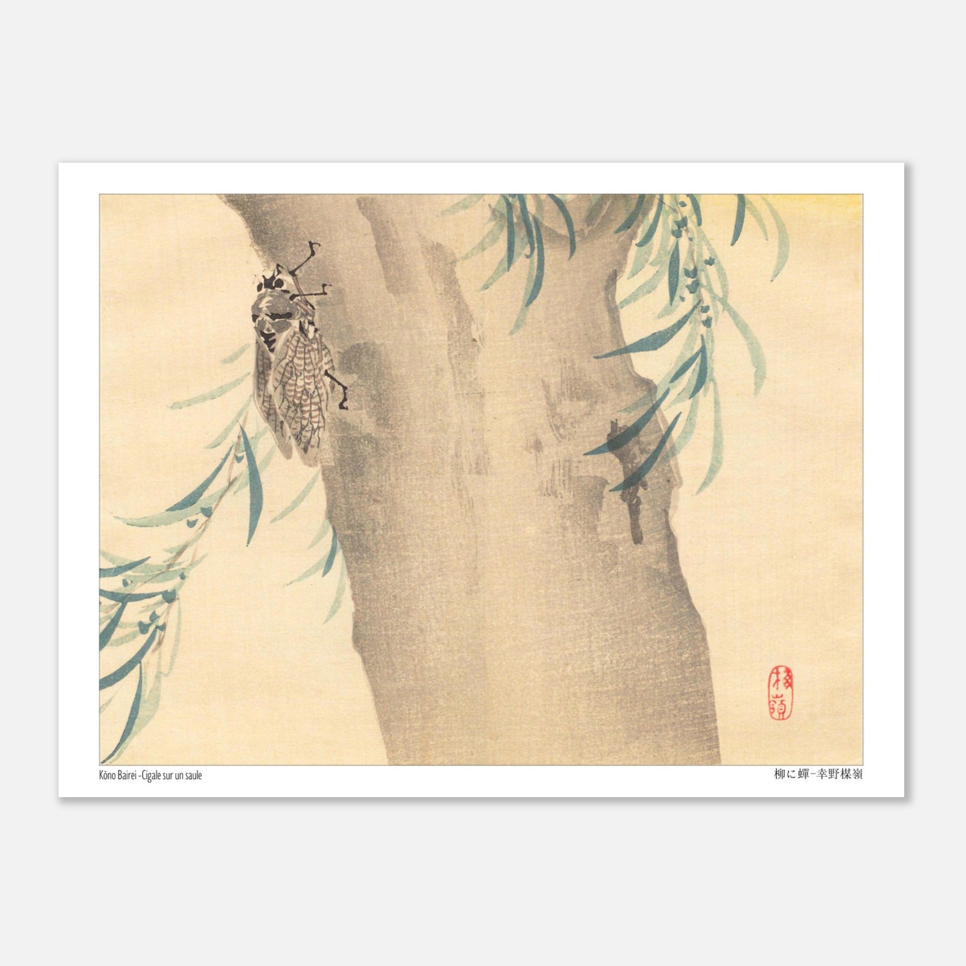 Estampe Japonaise « Cigale sur un saule » (柳に蟬) de Kōno Bairei (15x20 cm). Illustration naturaliste d'une cigale posée sur un tronc d'arbre couvert de feuillage.