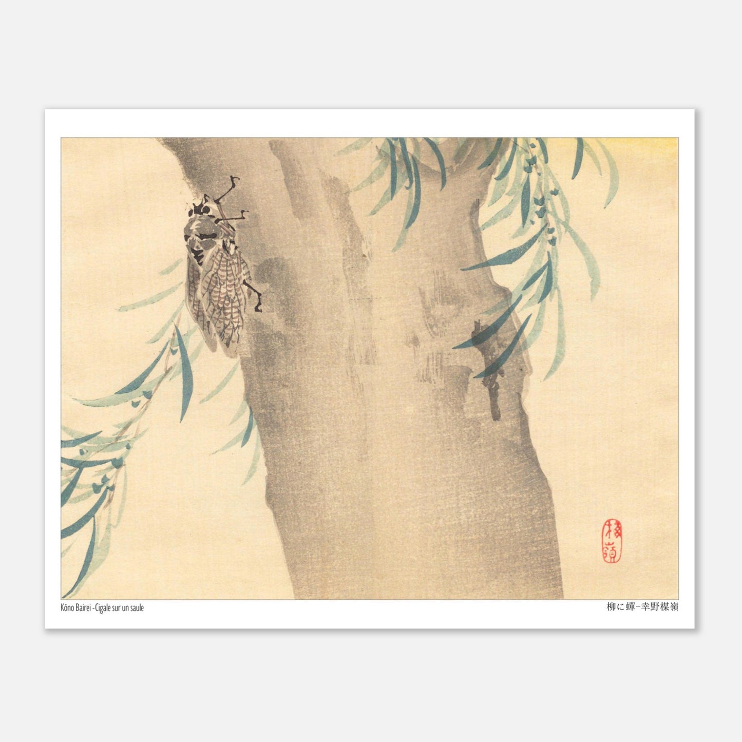 Estampe Japonaise « Cigale sur un saule » (柳に蟬) de Kōno Bairei (20x25 cm). Illustration naturaliste d'une cigale posée sur un tronc d'arbre couvert de feuillage.