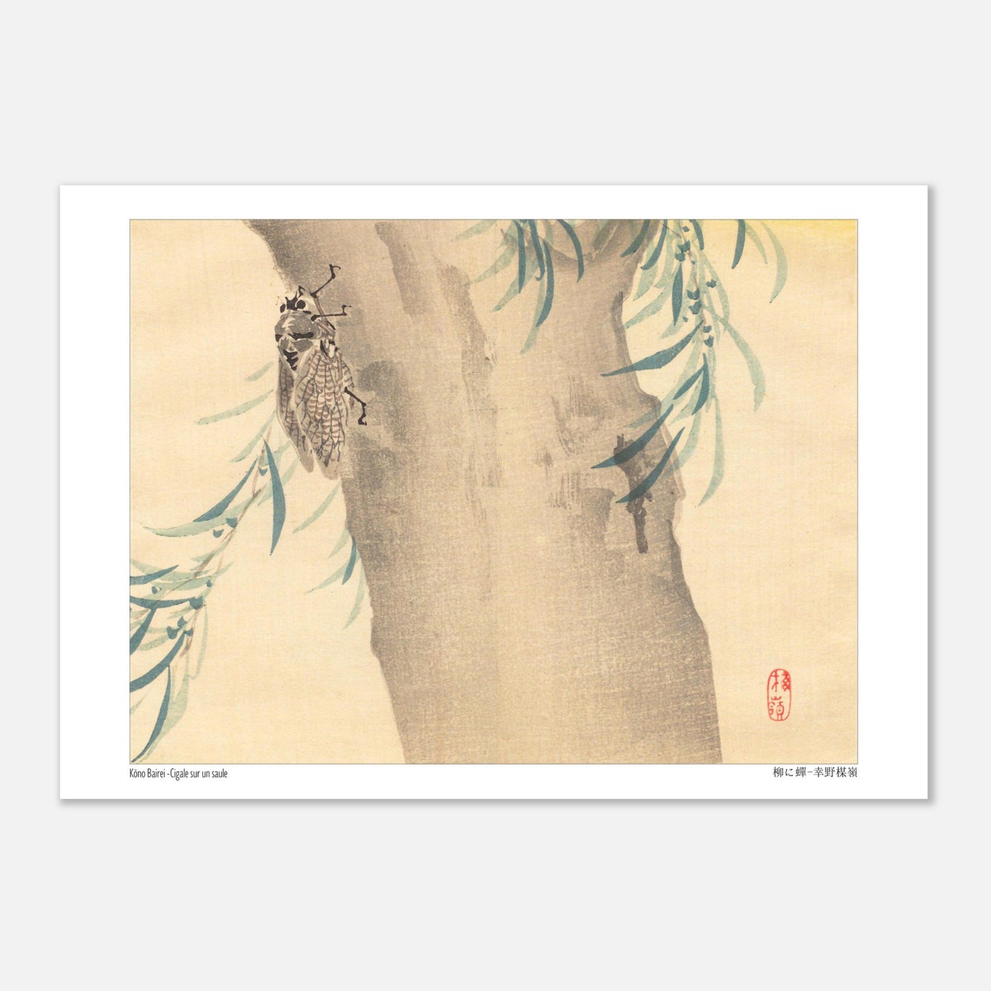 Estampe Japonaise « Cigale sur un saule » (柳に蟬) de Kōno Bairei (21x29,7 cm (A4)). Illustration naturaliste d'une cigale posée sur un tronc d'arbre couvert de feuillage.