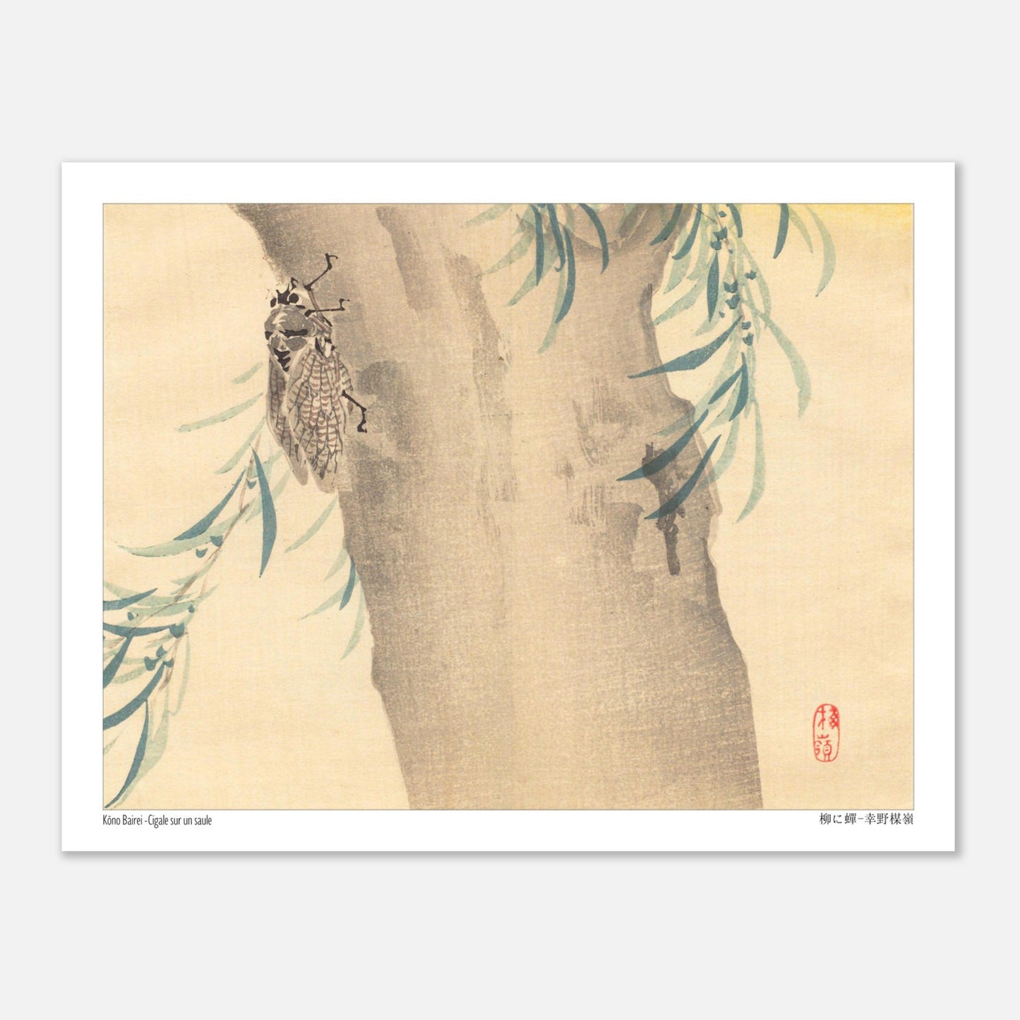 Estampe Japonaise « Cigale sur un saule » (柳に蟬) de Kōno Bairei (27x35 cm). Illustration naturaliste d'une cigale posée sur un tronc d'arbre couvert de feuillage.