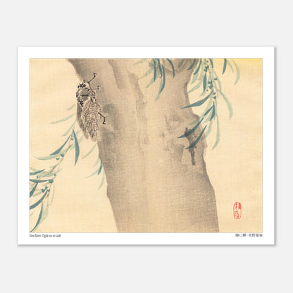 Estampe Japonaise « Cigale sur un saule » (柳に蟬) de Kōno Bairei (27x35 cm). Illustration naturaliste d'une cigale posée sur un tronc d'arbre couvert de feuillage.