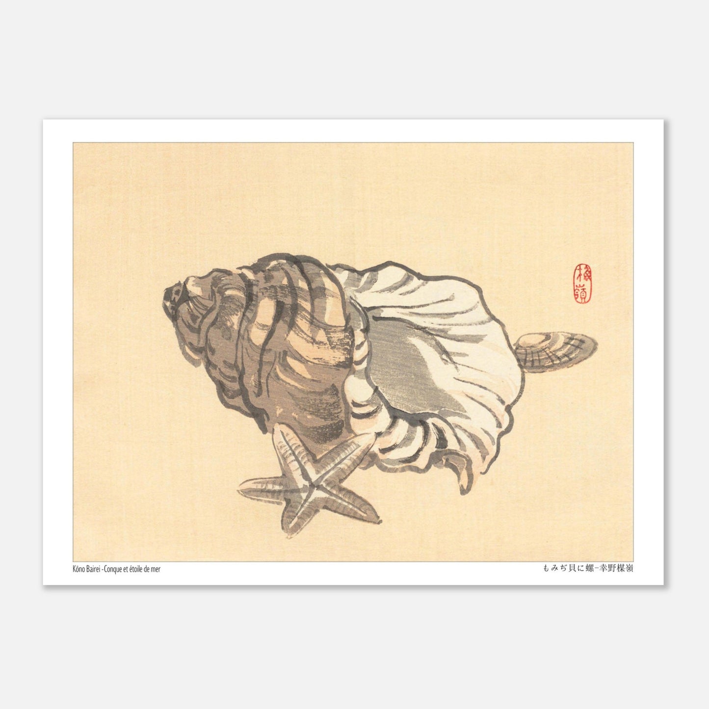Planche naturaliste de Conque et Étoile de mer par Kōno Bairei (15x20 cm). Estampe japonaise représentant une conque et une étoile de mer sur un fond beige.