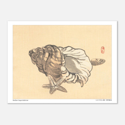 Planche naturaliste de Conque et Étoile de mer par Kōno Bairei (15x20 cm). Estampe japonaise représentant une conque et une étoile de mer sur un fond beige.