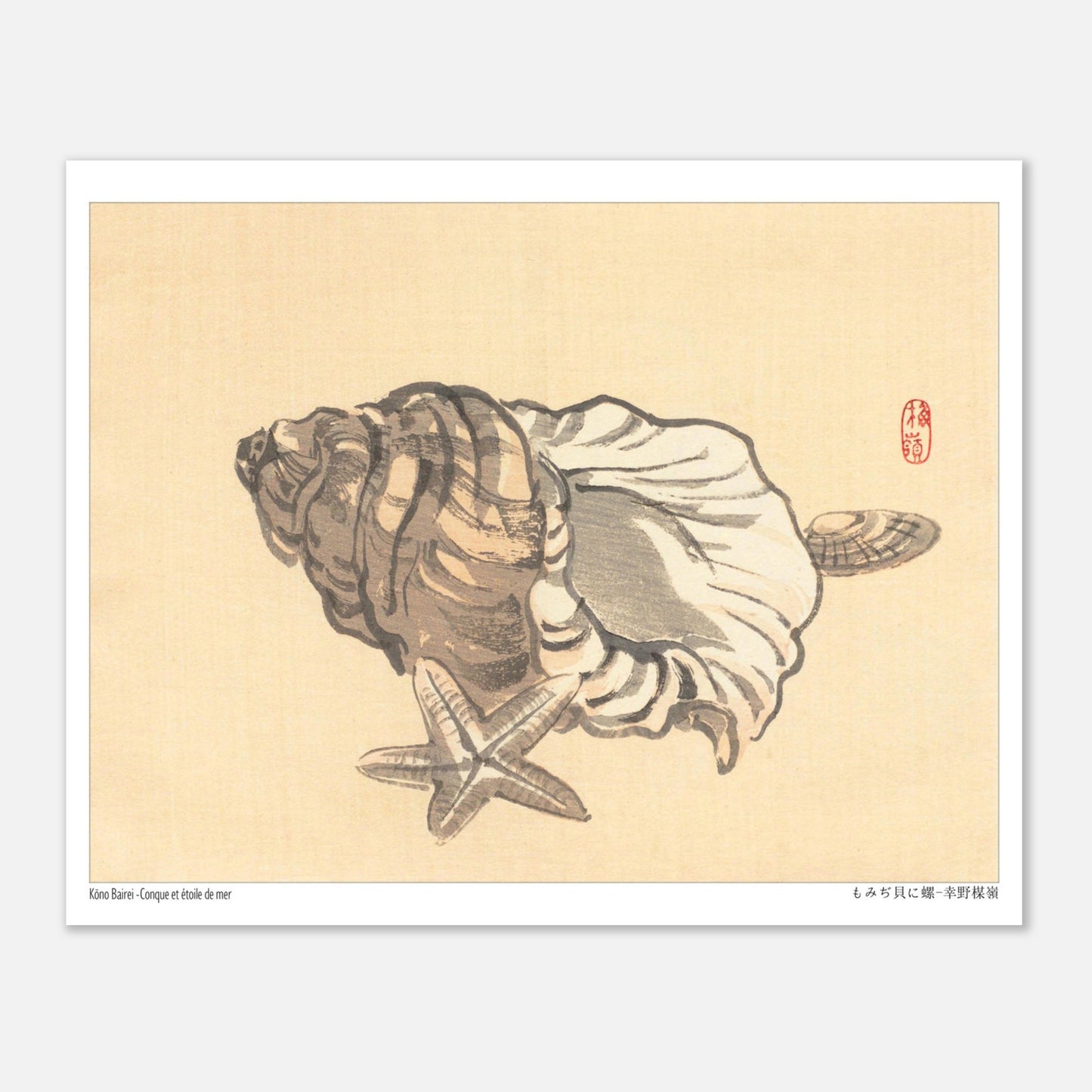 Planche naturaliste de Conque et Étoile de mer par Kōno Bairei (20x25 cm). Estampe japonaise représentant une conque et une étoile de mer sur un fond beige.