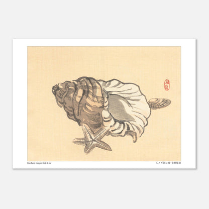 Planche naturaliste de Conque et Étoile de mer par Kōno Bairei (21x29,7 cm (A4)). Estampe japonaise représentant une conque et une étoile de mer sur un fond beige.
