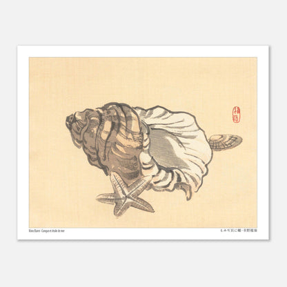 Planche naturaliste de Conque et Étoile de mer par Kōno Bairei (27x35 cm). Estampe japonaise représentant une conque et une étoile de mer sur un fond beige.