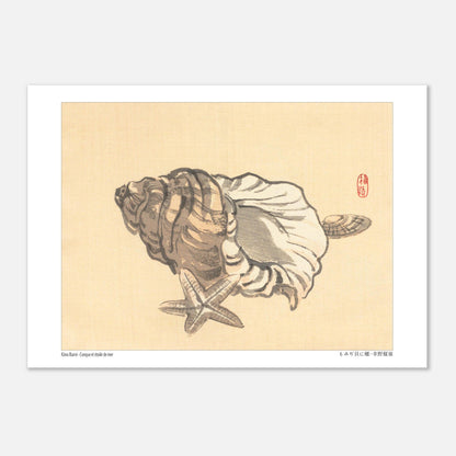 Planche naturaliste de Conque et Étoile de mer par Kōno Bairei (29,7x42 cm (A3)). Estampe japonaise représentant une conque et une étoile de mer sur un fond beige.