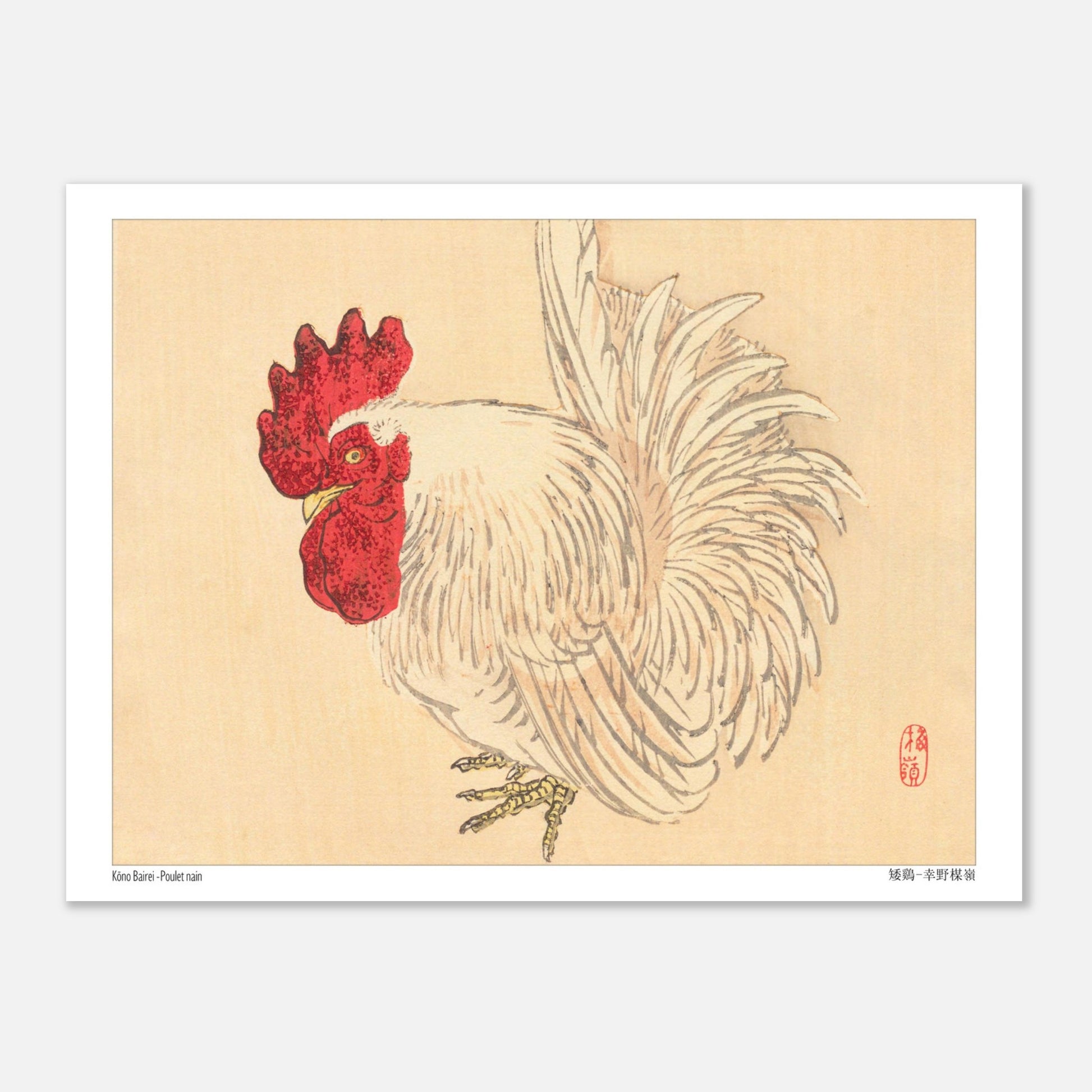 Illustration d'un Coq nain blanc, estampe japonaise de Kōno Bairei (15x20 cm). Illustration d'un coq nain blanc à crête rouge, dessinée par Kōno Bairei sur fond beige.