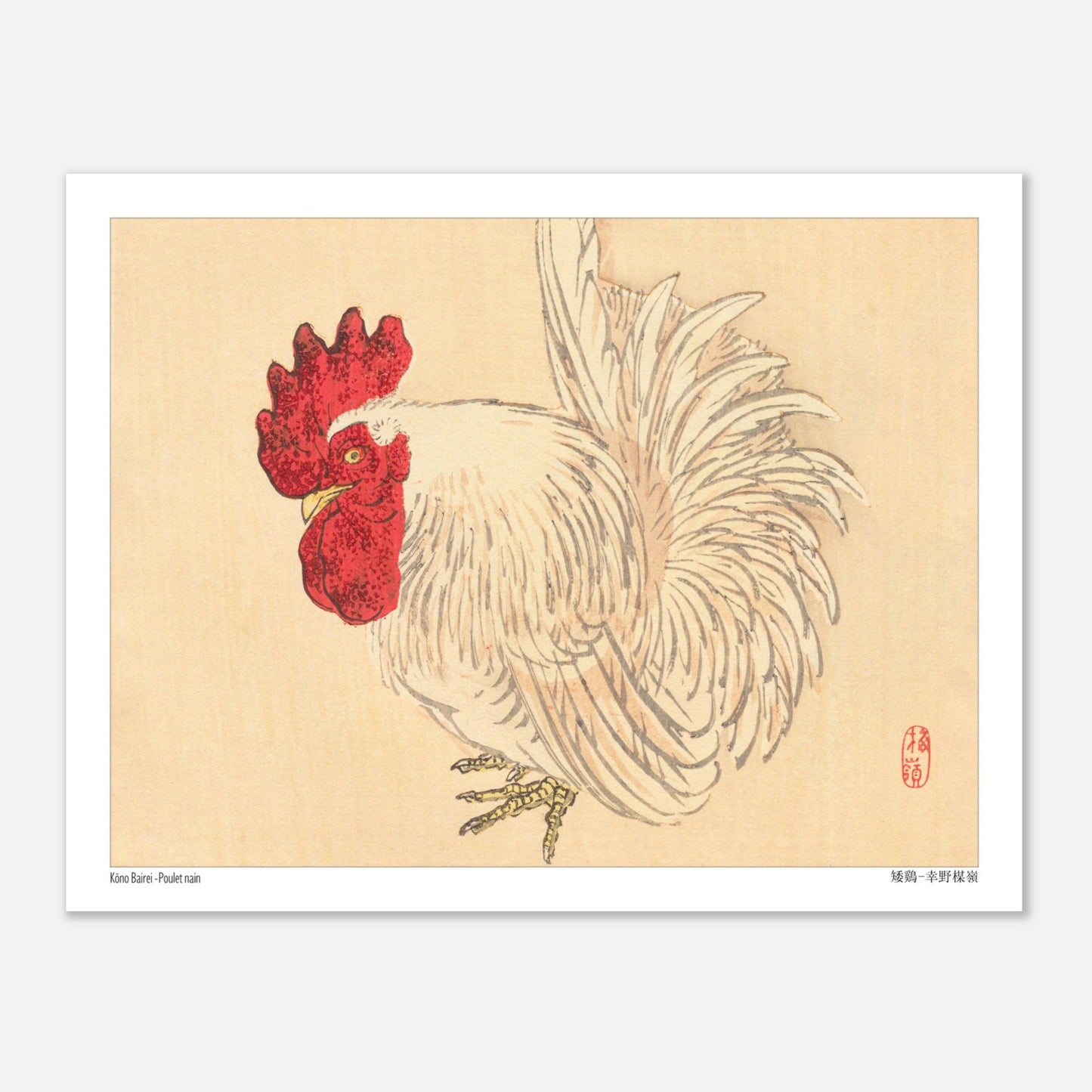 Illustration d'un Coq nain blanc, estampe japonaise de Kōno Bairei (27x35 cm). Illustration d'un coq nain blanc à crête rouge, dessinée par Kōno Bairei sur fond beige.