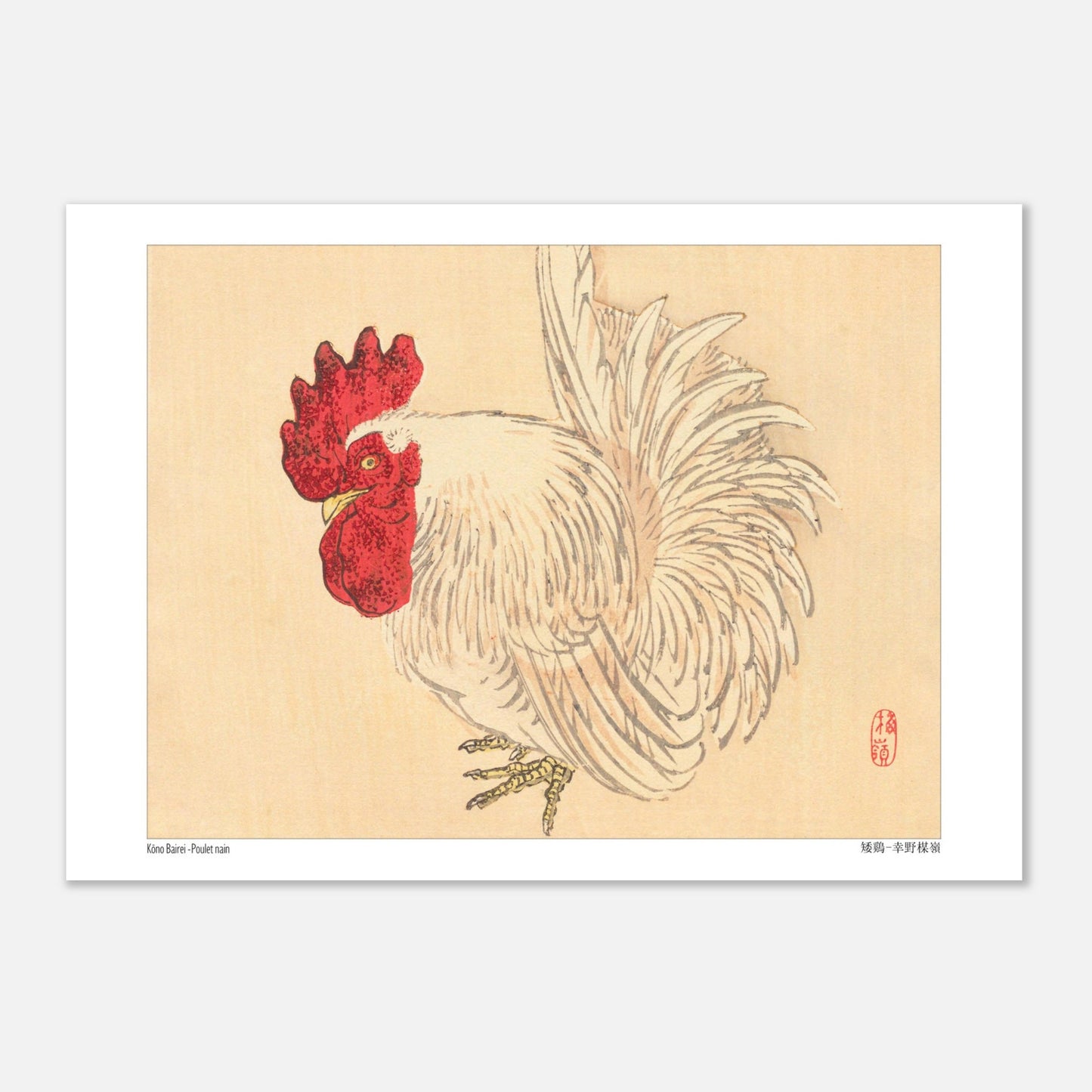Illustration d'un Coq nain blanc, estampe japonaise de Kōno Bairei (29,7x42 cm (A3)). Illustration d'un coq nain blanc à crête rouge, dessinée par Kōno Bairei sur fond beige.
