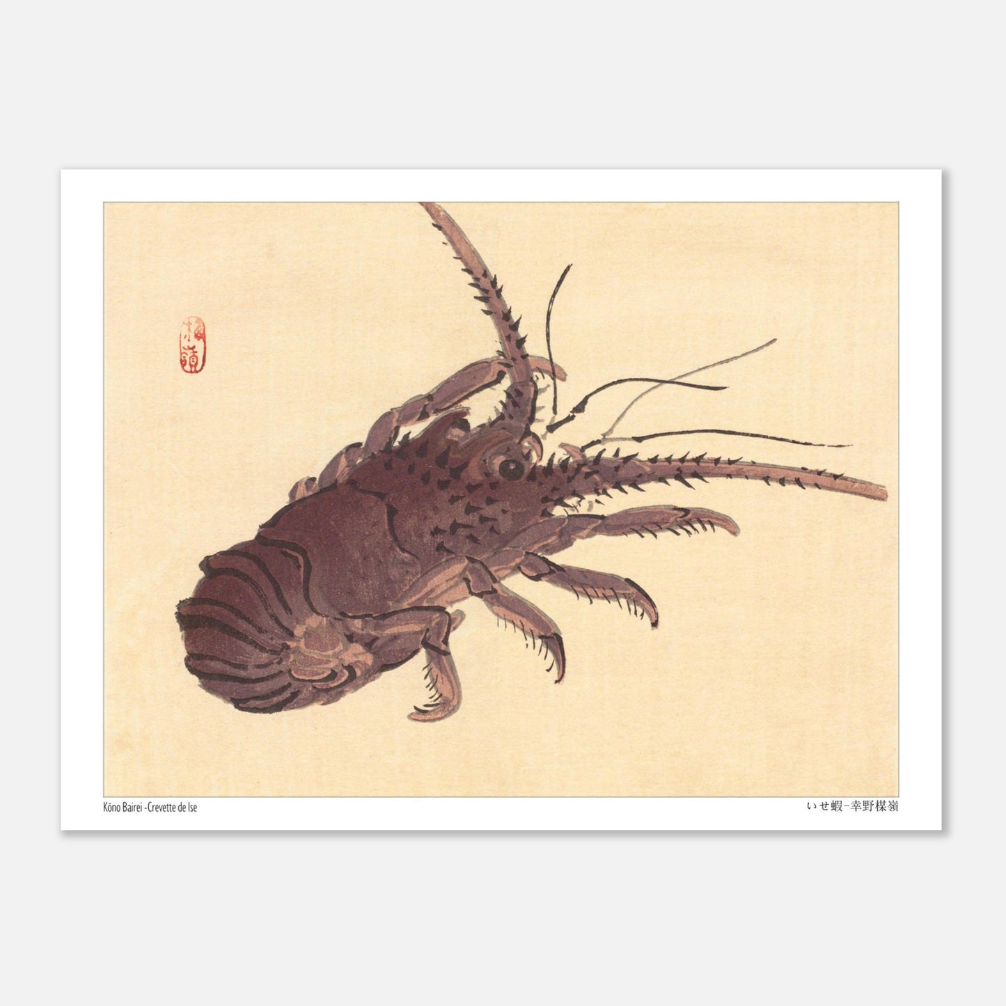 Estampe japonaise d'une crevette de Ise par Kōno Bairei (15x20 cm). Illustration naturaliste d'une crevette de Kōno Bairei sur fond beige, aux couleurs brunâtres et aux détails noirs pour les antennes et les pattes.