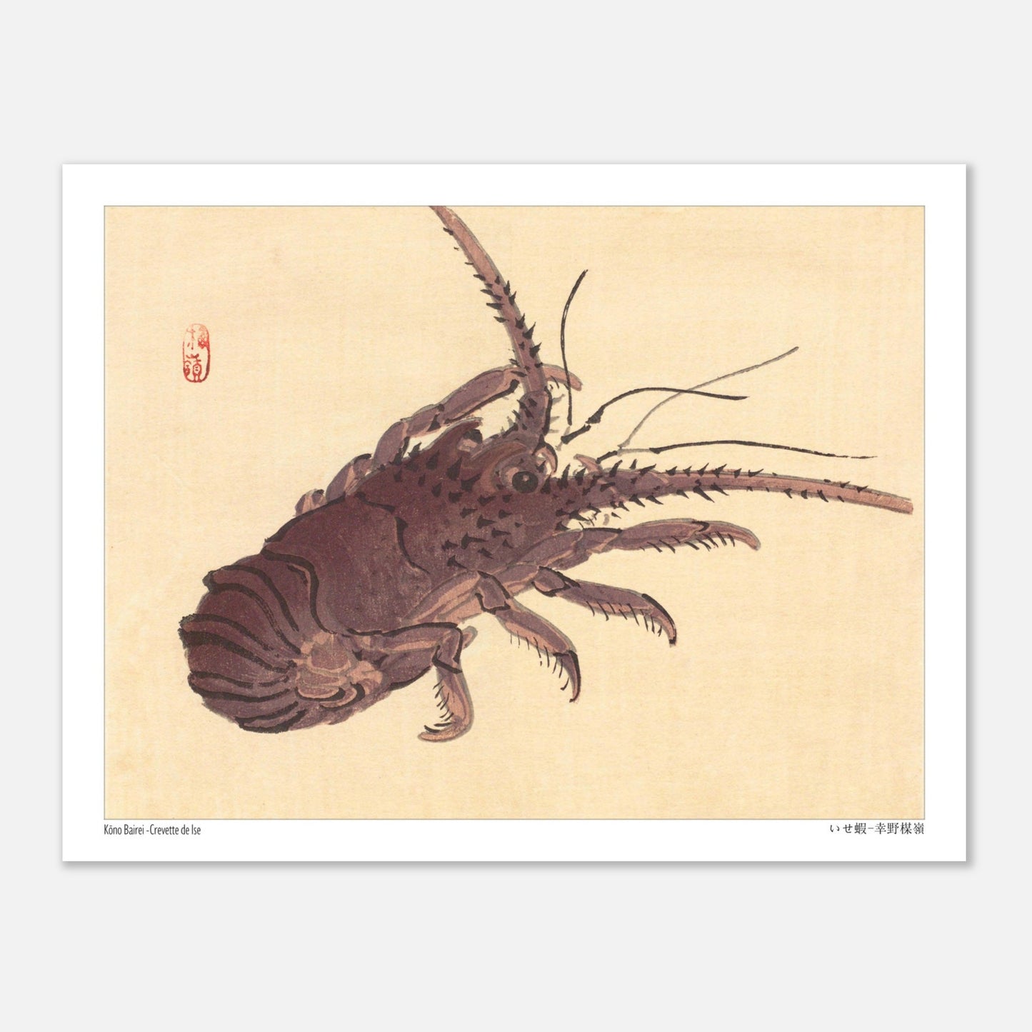 Estampe japonaise d'une crevette de Ise par Kōno Bairei (27x35 cm). Illustration naturaliste d'une crevette de Kōno Bairei sur fond beige, aux couleurs brunâtres et aux détails noirs pour les antennes et les pattes.