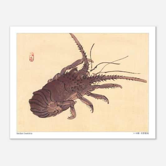 Estampe japonaise d'une crevette de Ise par Kōno Bairei (27x35 cm). Illustration naturaliste d'une crevette de Kōno Bairei sur fond beige, aux couleurs brunâtres et aux détails noirs pour les antennes et les pattes.
