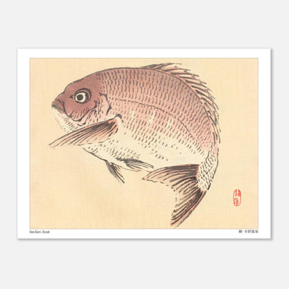 Illustration Naturaliste d'une Dorade, Estampe Japonaise de Kōno Bairei (15x20 cm). Une estampe japonaise représentant une dorade de couleur rosée.