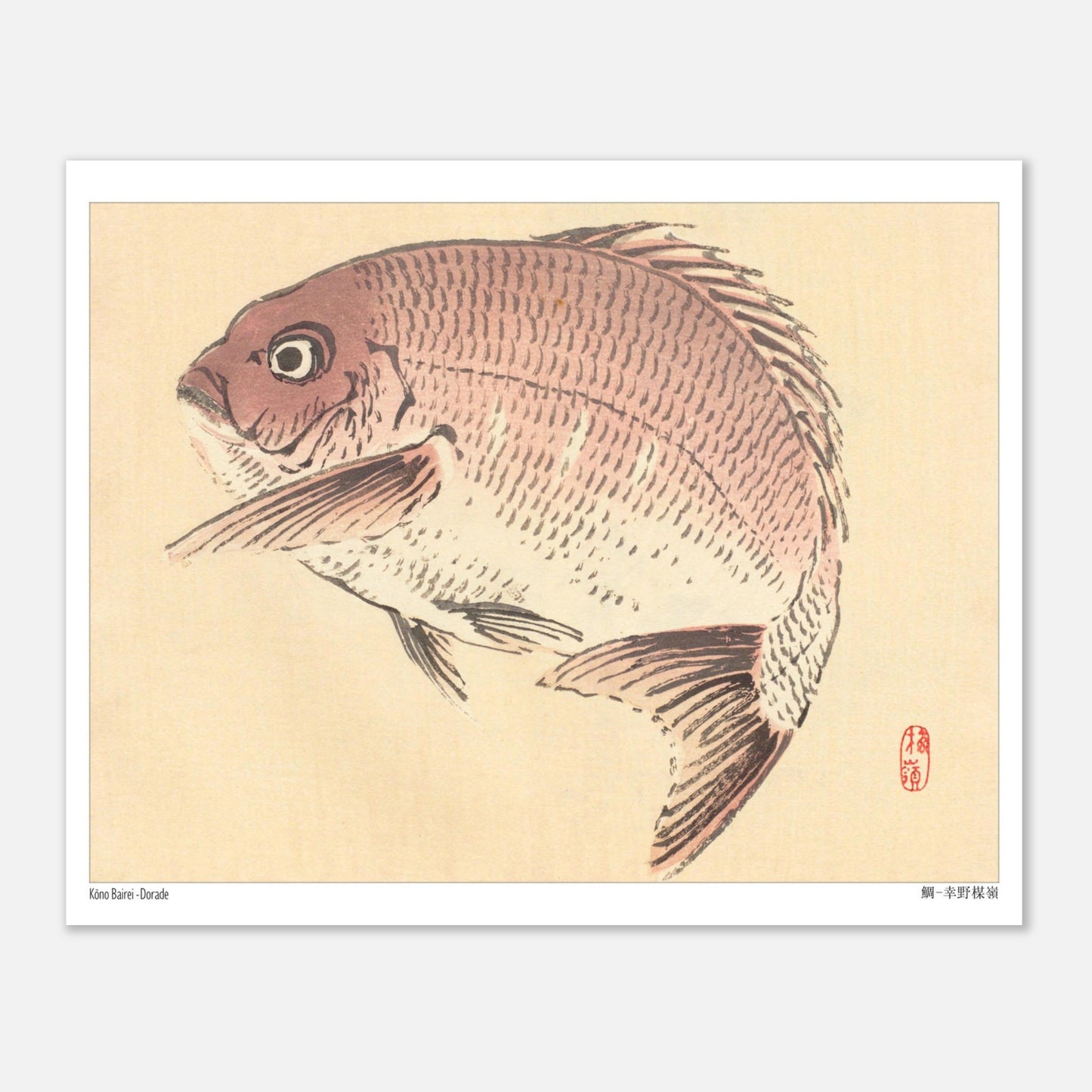 Illustration Naturaliste d'une Dorade, Estampe Japonaise de Kōno Bairei (20x25 cm). Une estampe japonaise représentant une dorade de couleur rosée.
