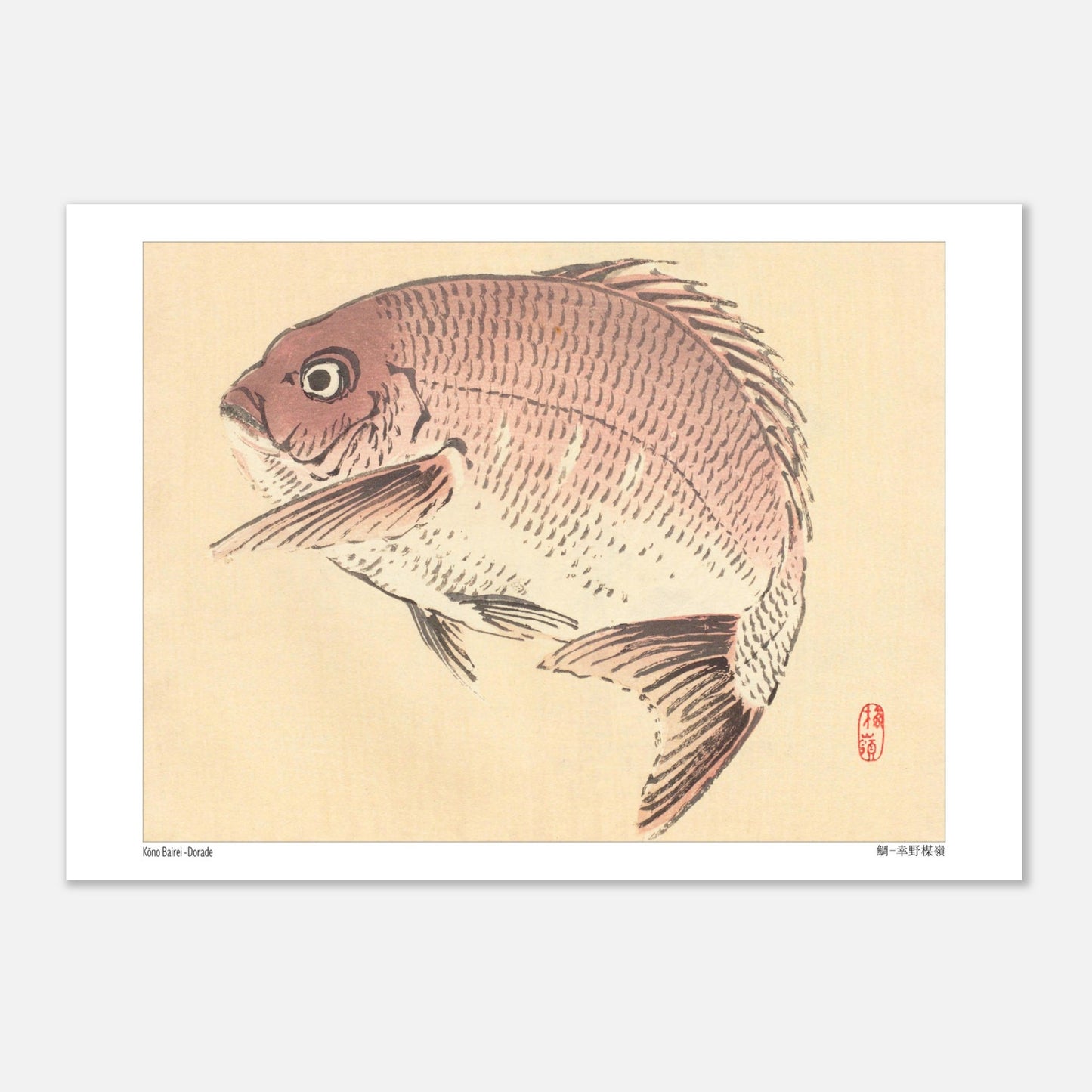 Illustration Naturaliste d'une Dorade, Estampe Japonaise de Kōno Bairei (21x29,7 cm (A4)). Une estampe japonaise représentant une dorade de couleur rosée.
