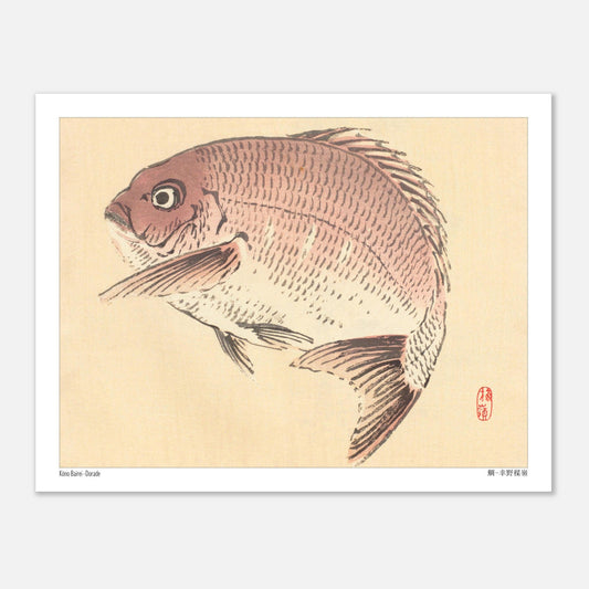 Illustration Naturaliste d'une Dorade, Estampe Japonaise de Kōno Bairei (27x35 cm). Une estampe japonaise représentant une dorade de couleur rosée.