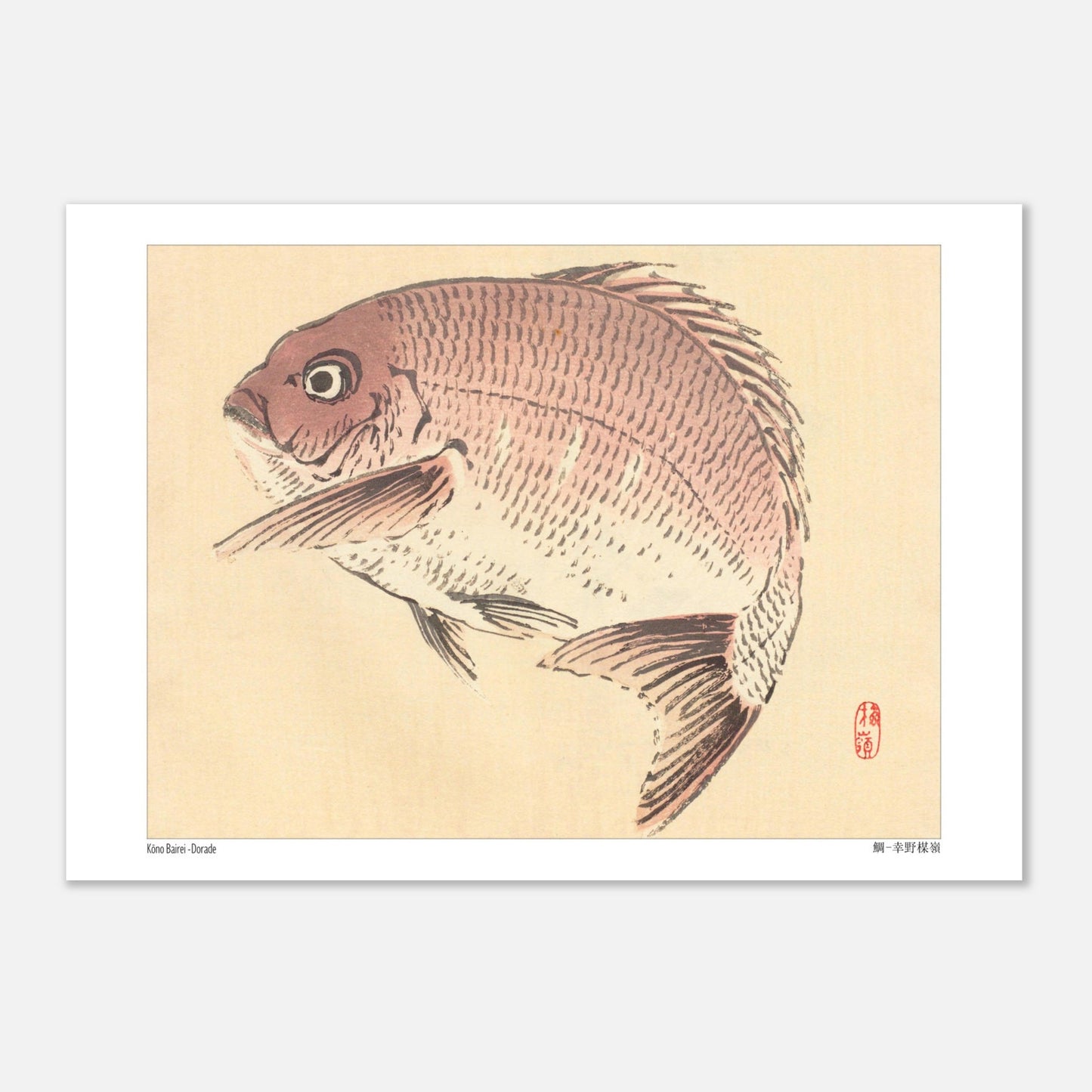 Illustration Naturaliste d'une Dorade, Estampe Japonaise de Kōno Bairei (29,7x42 cm (A3)). Une estampe japonaise représentant une dorade de couleur rosée.