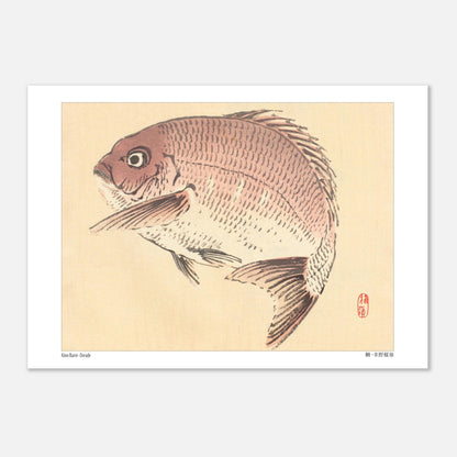 Illustration Naturaliste d'une Dorade, Estampe Japonaise de Kōno Bairei (29,7x42 cm (A3)). Une estampe japonaise représentant une dorade de couleur rosée.