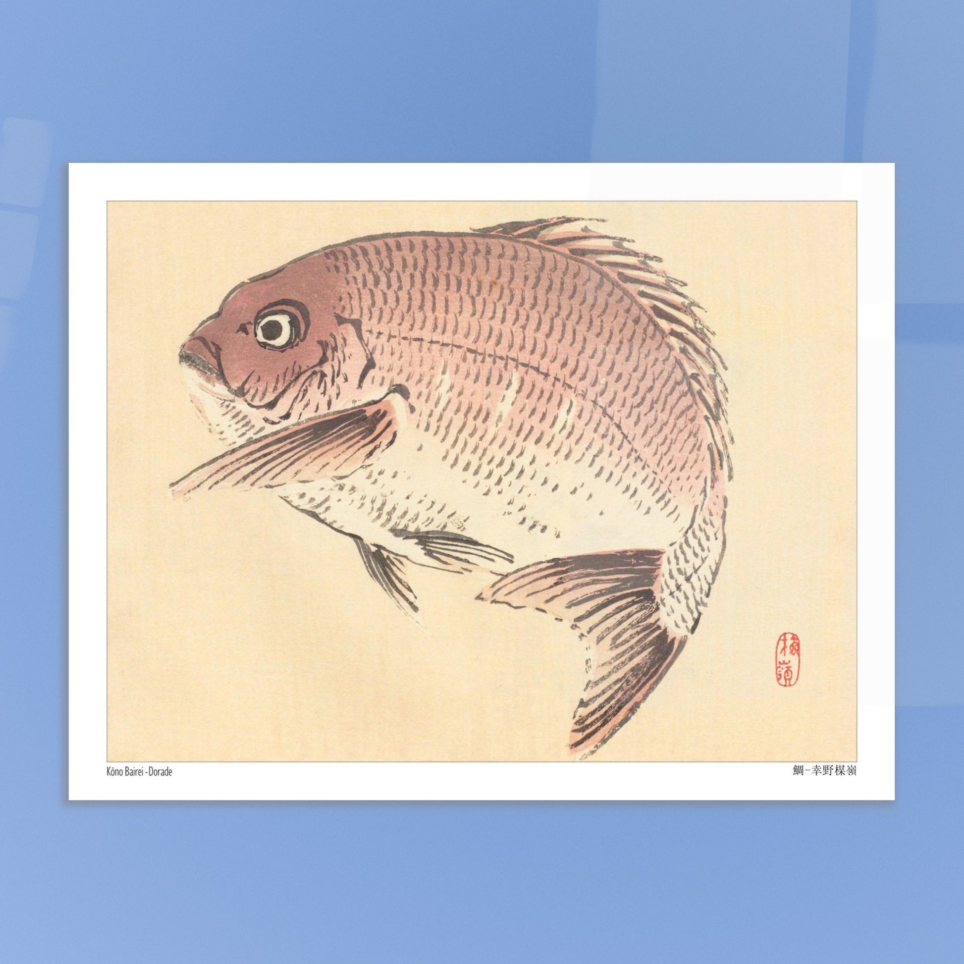 Illustration Naturaliste d'une Dorade, Estampe Japonaise de Kōno Bairei. Une estampe japonaise représentant une dorade de couleur rosée. Image d'illustration 5