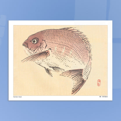Illustration Naturaliste d'une Dorade, Estampe Japonaise de Kōno Bairei. Une estampe japonaise représentant une dorade de couleur rosée. Image d'illustration 5