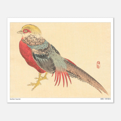 Illustration d'un Faisan Doré, estampe japonaise de Kōno Bairei (20x25 cm). Illustration naturaliste d'un faisan doré aux couleurs vives, posé sur ses pattes jaunes.