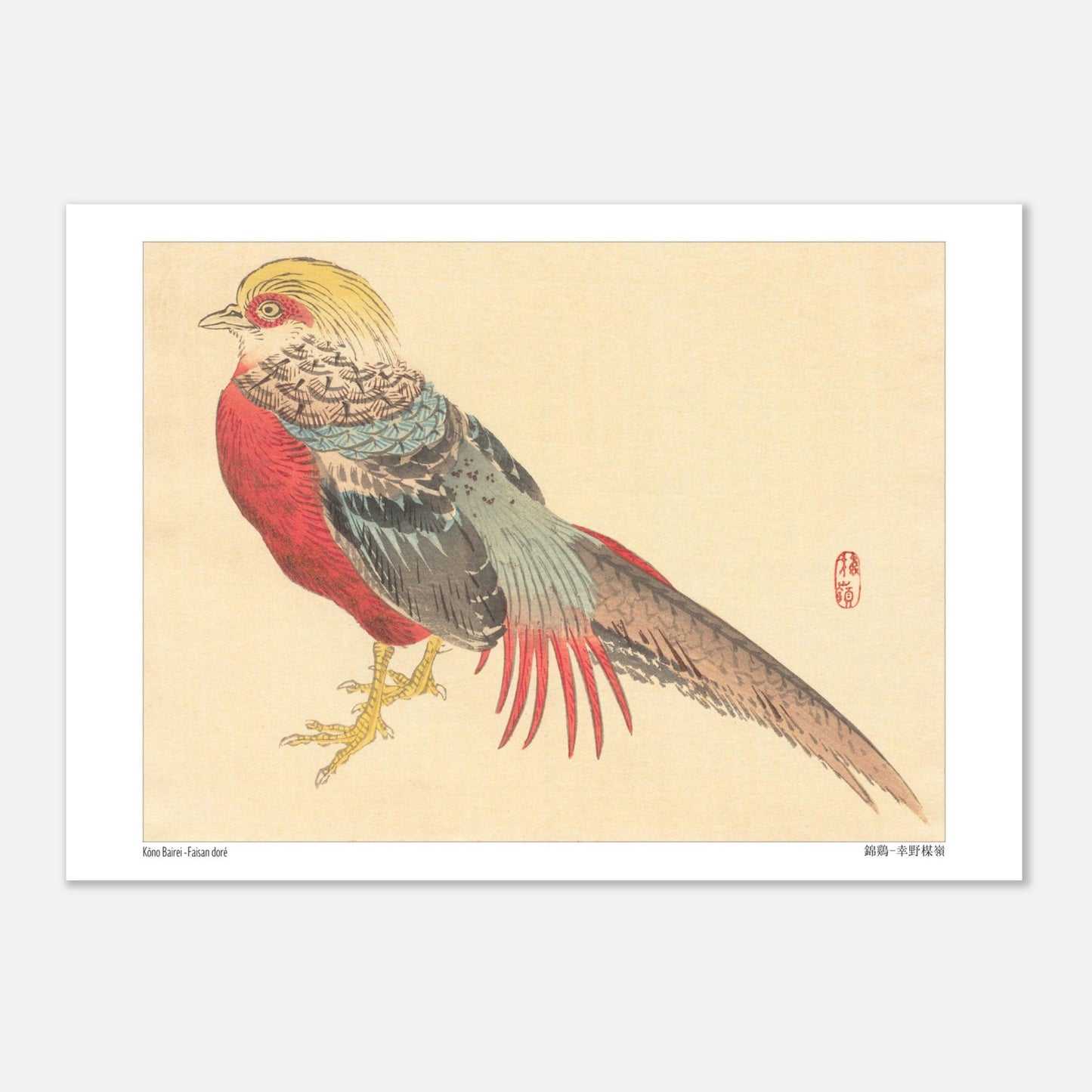 Illustration d'un Faisan Doré, estampe japonaise de Kōno Bairei (21x29,7 cm (A4)). Illustration naturaliste d'un faisan doré aux couleurs vives, posé sur ses pattes jaunes.